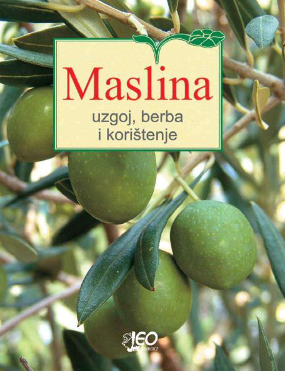 Maslina - uzgoj, berba i korištenje