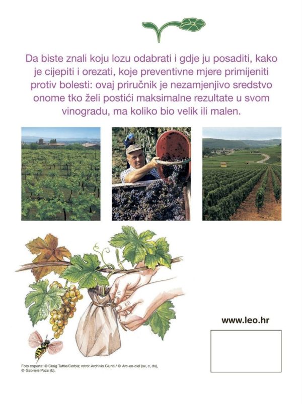 Vinova loza - sorte, sadnja, orezivanje - zadnja Vinova loza - sorte, sadnja, orezivanje - zadnja